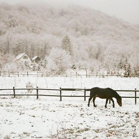 Casuta Boema Villa Rîşnov Dış mekan fotoğraf